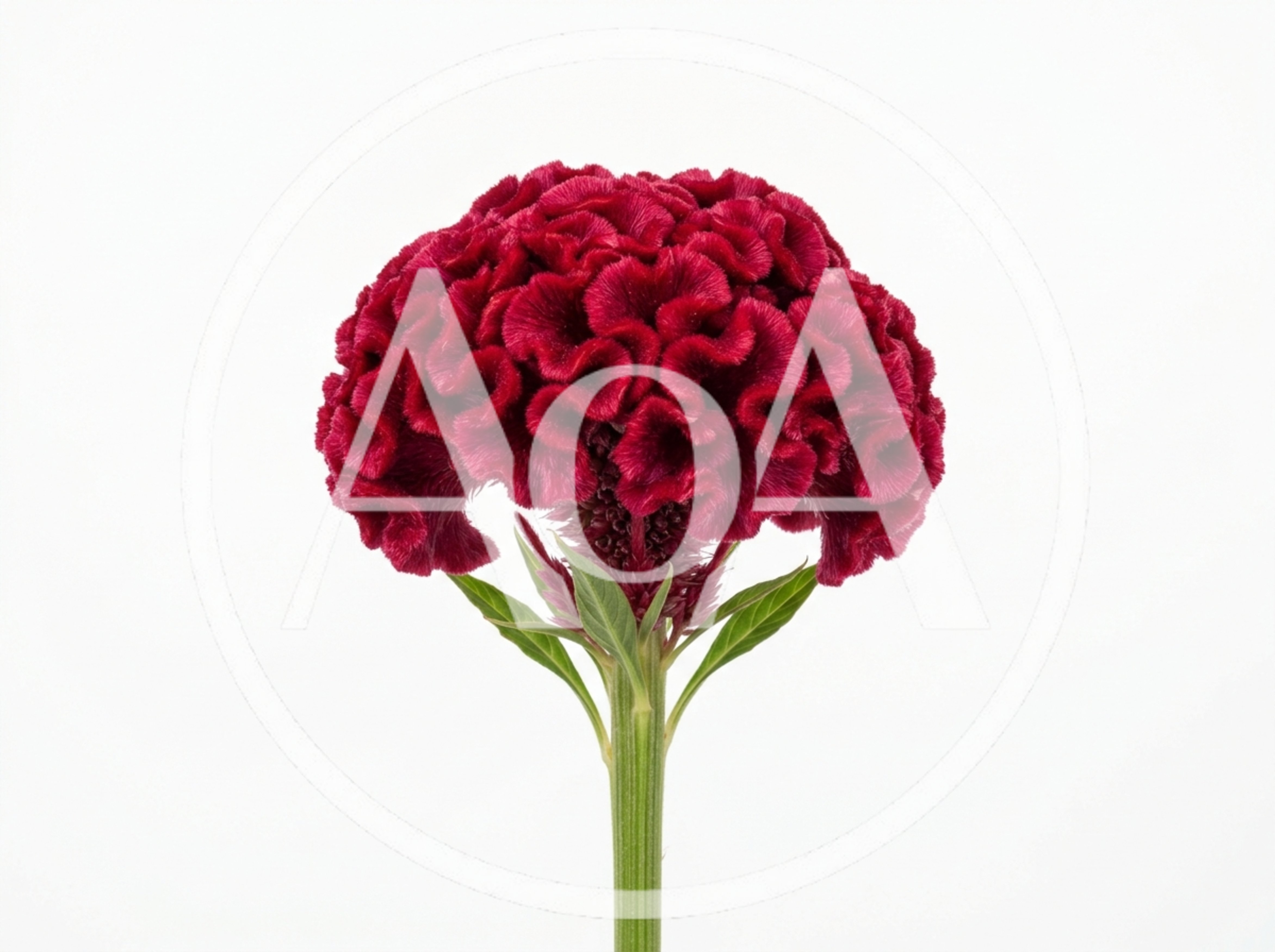 Single Vibrant Red Cockscomb Flower On White Background