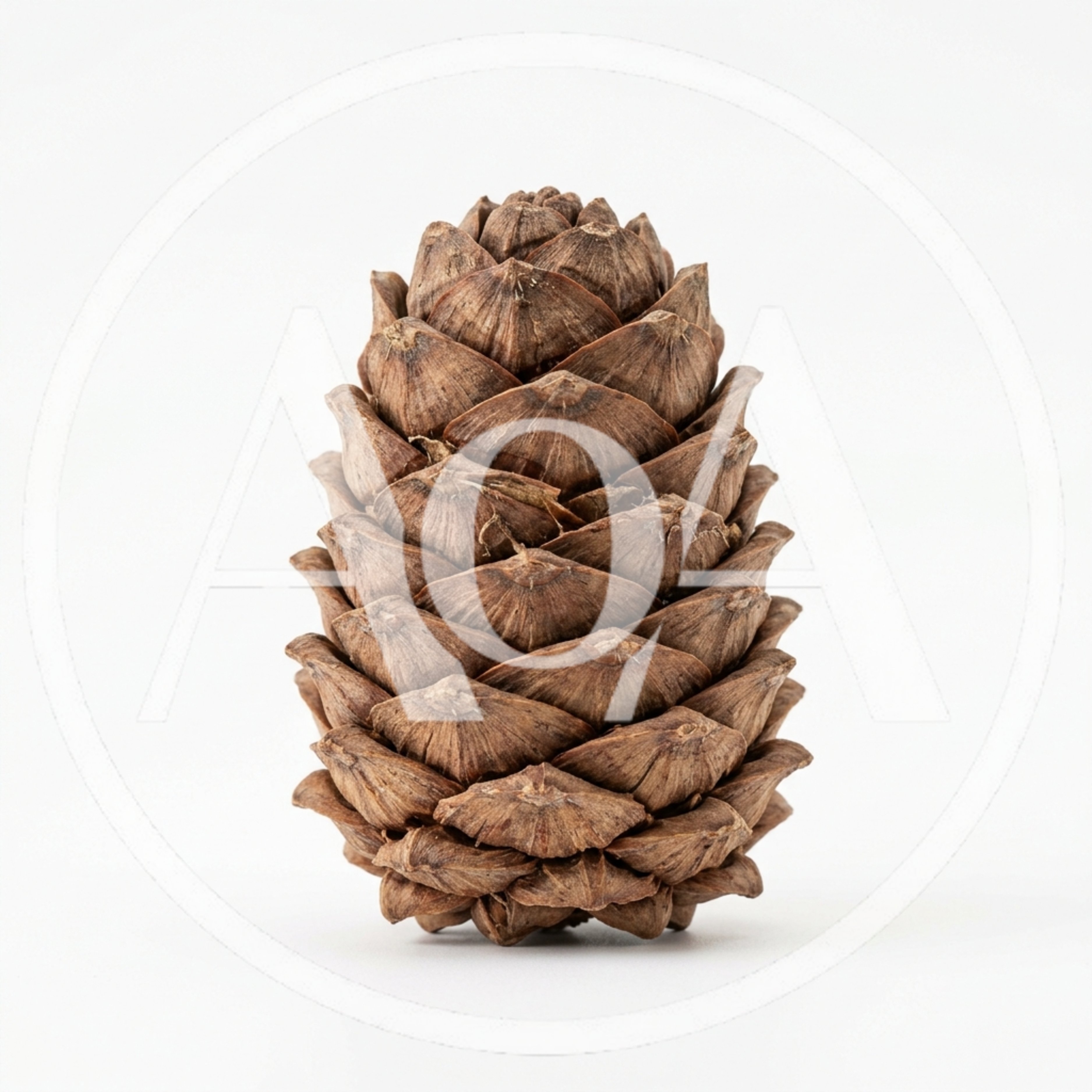 Single Brown Pine Cone Isolated On White Background