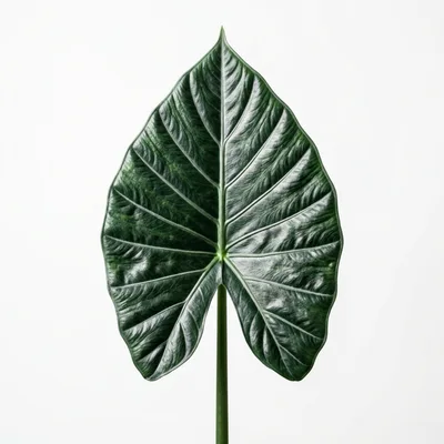 Single Alocasia Zebrina Leaf Isolated On White Background