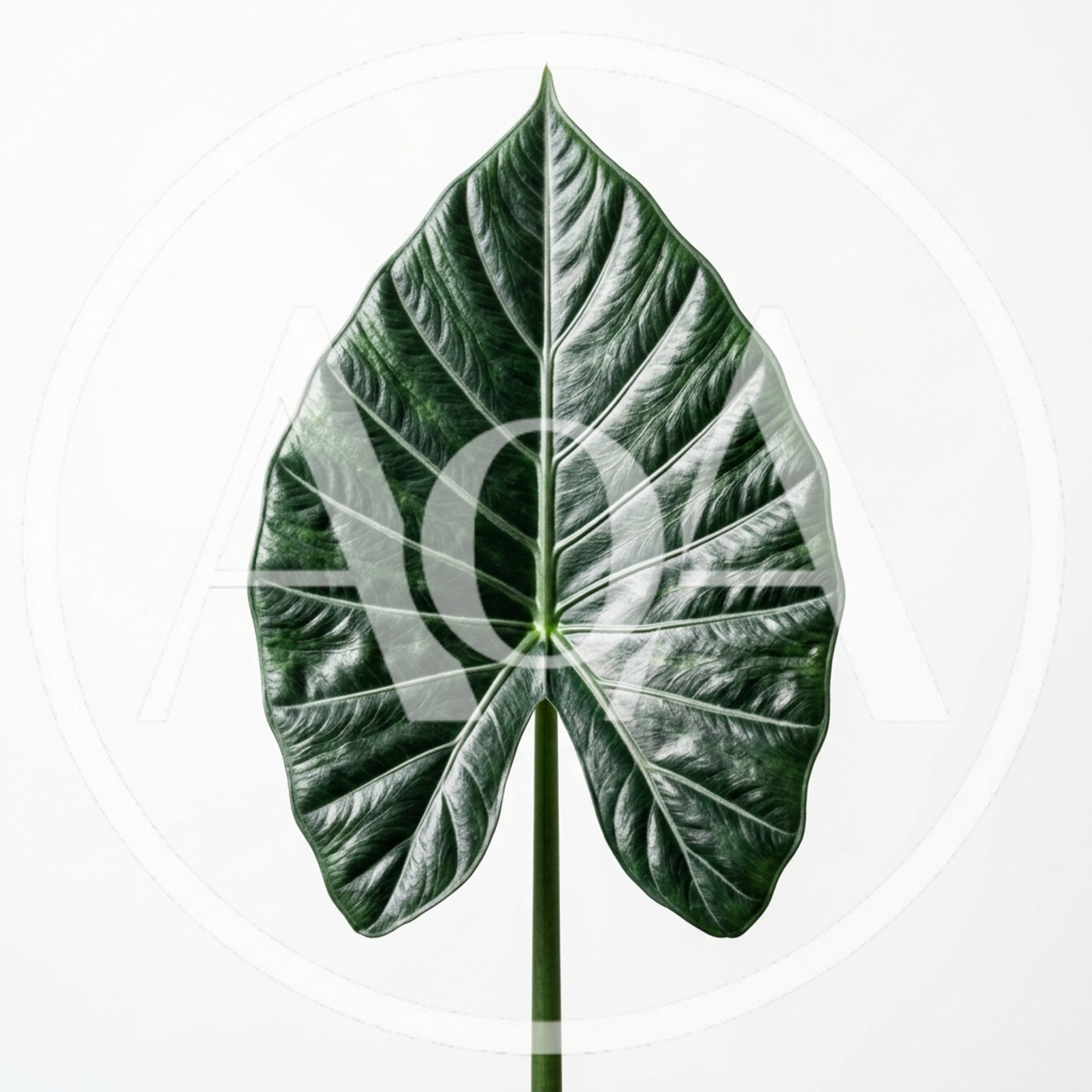 Single Alocasia Zebrina Leaf Isolated On White Background