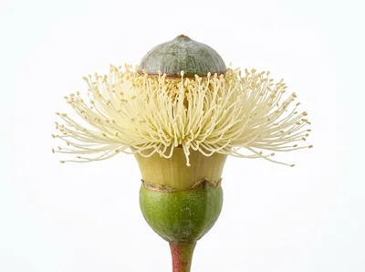 Eucalyptus Flower Bud Blooming Against White Background
