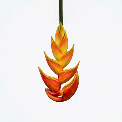 Heliconia Rostrata Hanging Lobster Claw Flower