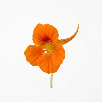 Single Vibrant Orange Nasturtium Flower Isolated