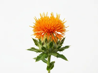 Single Safflower Bloom Isolated On White Background