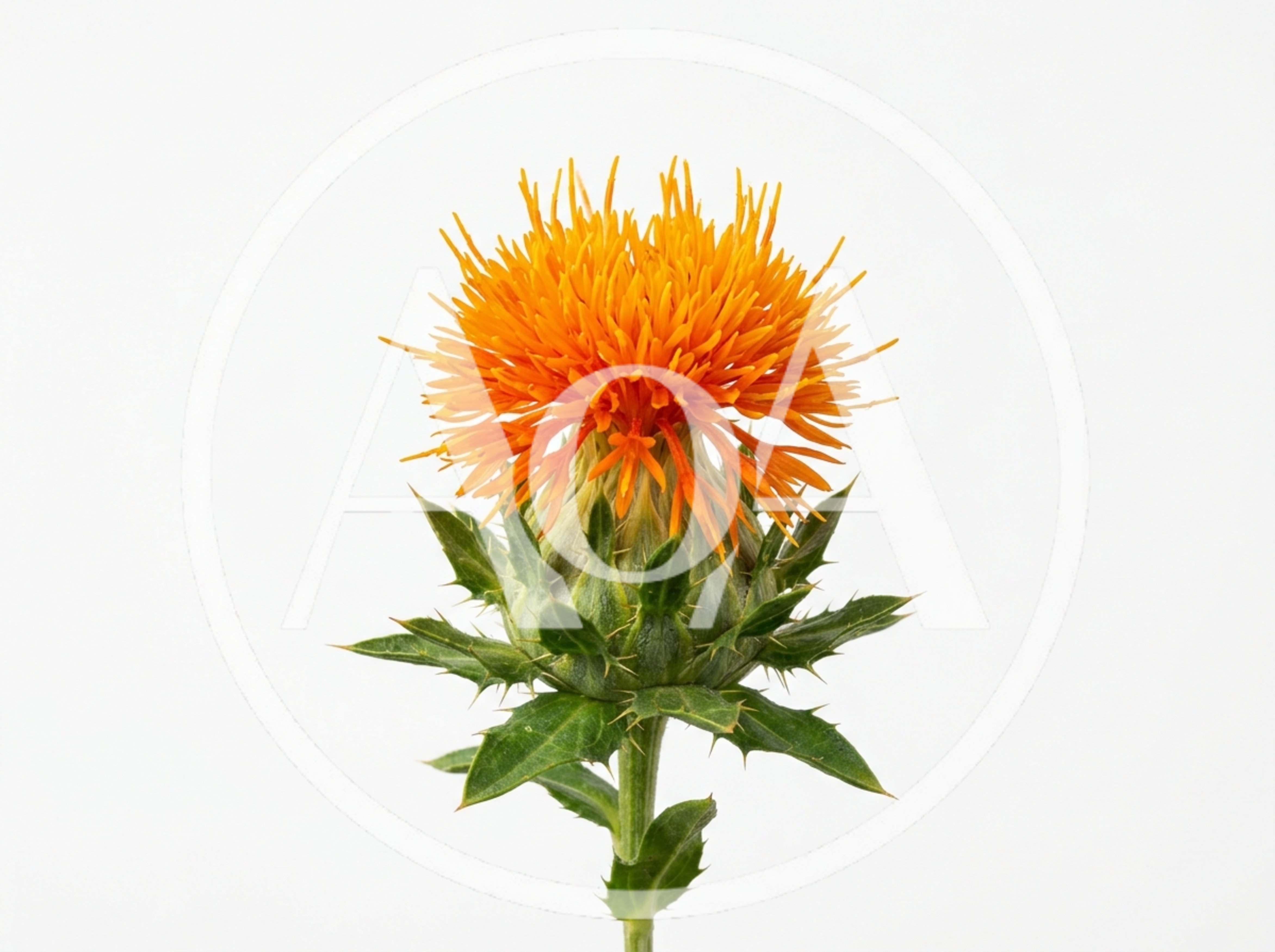 Single Safflower Bloom Isolated On White Background