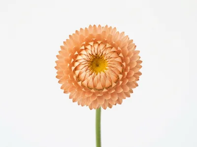 Single Peach Colored Strawflower Against White Background