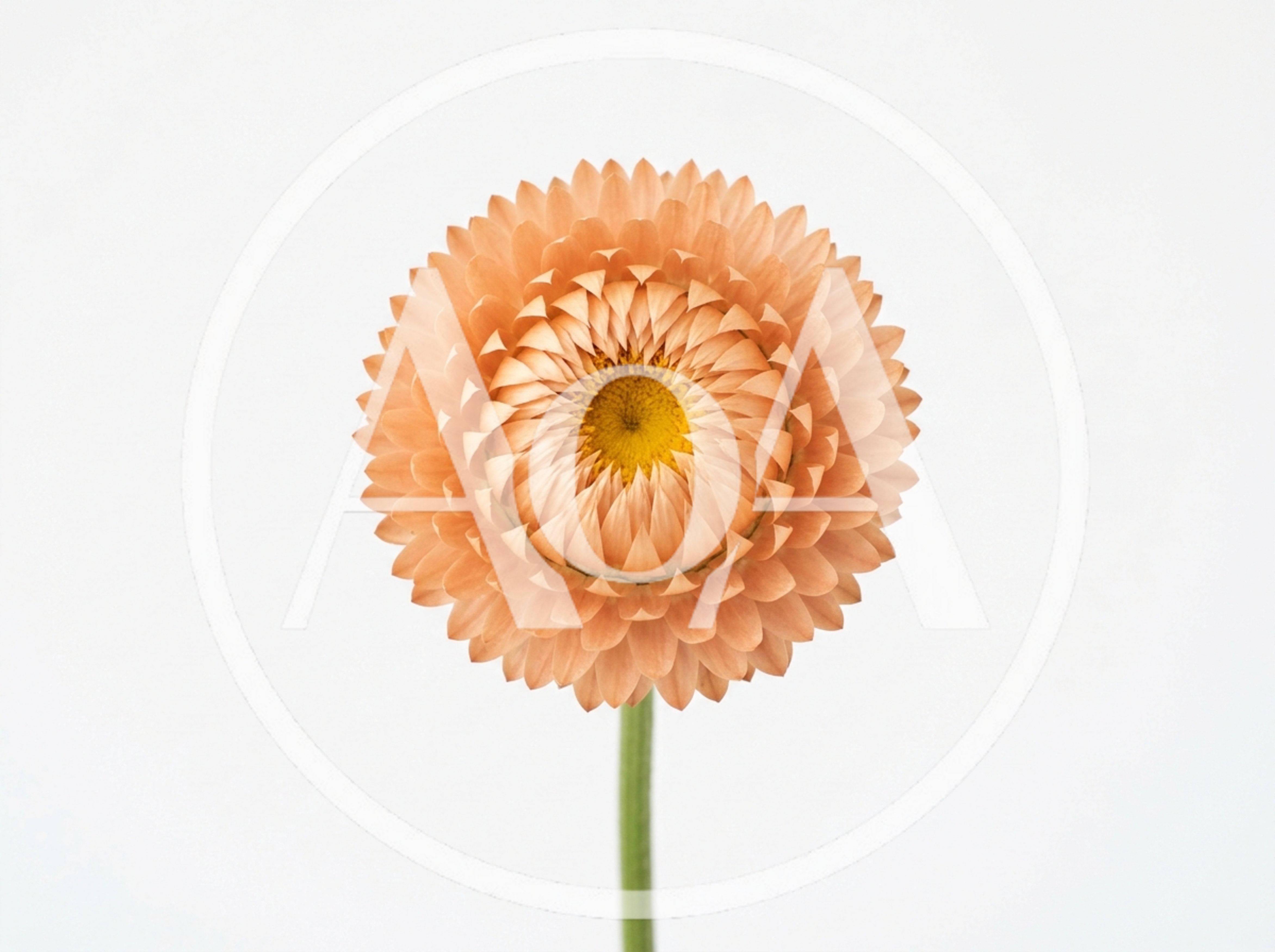 Single Peach Colored Strawflower Against White Background