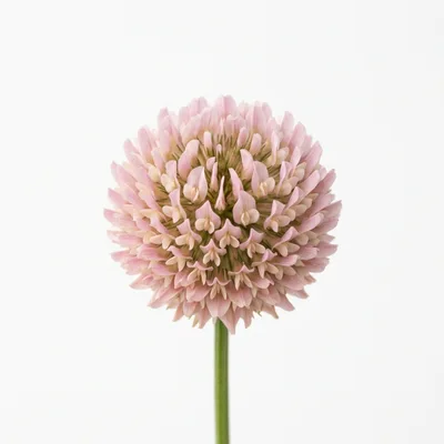 Single Pink Clover Flower Head Isolated On White