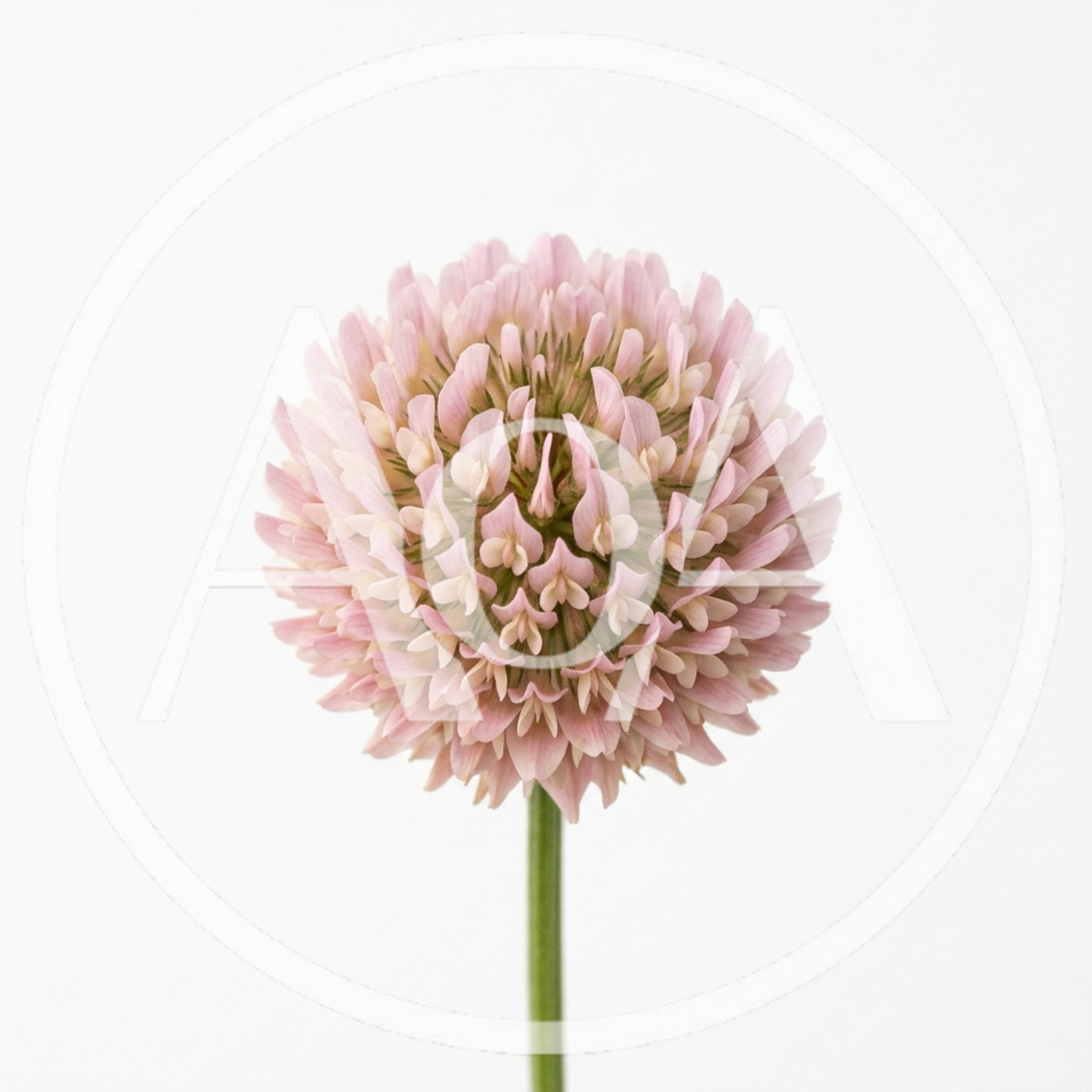 Single Pink Clover Flower Head Isolated On White