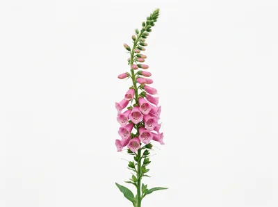 Single Foxglove Flower Spike Isolated On White Background