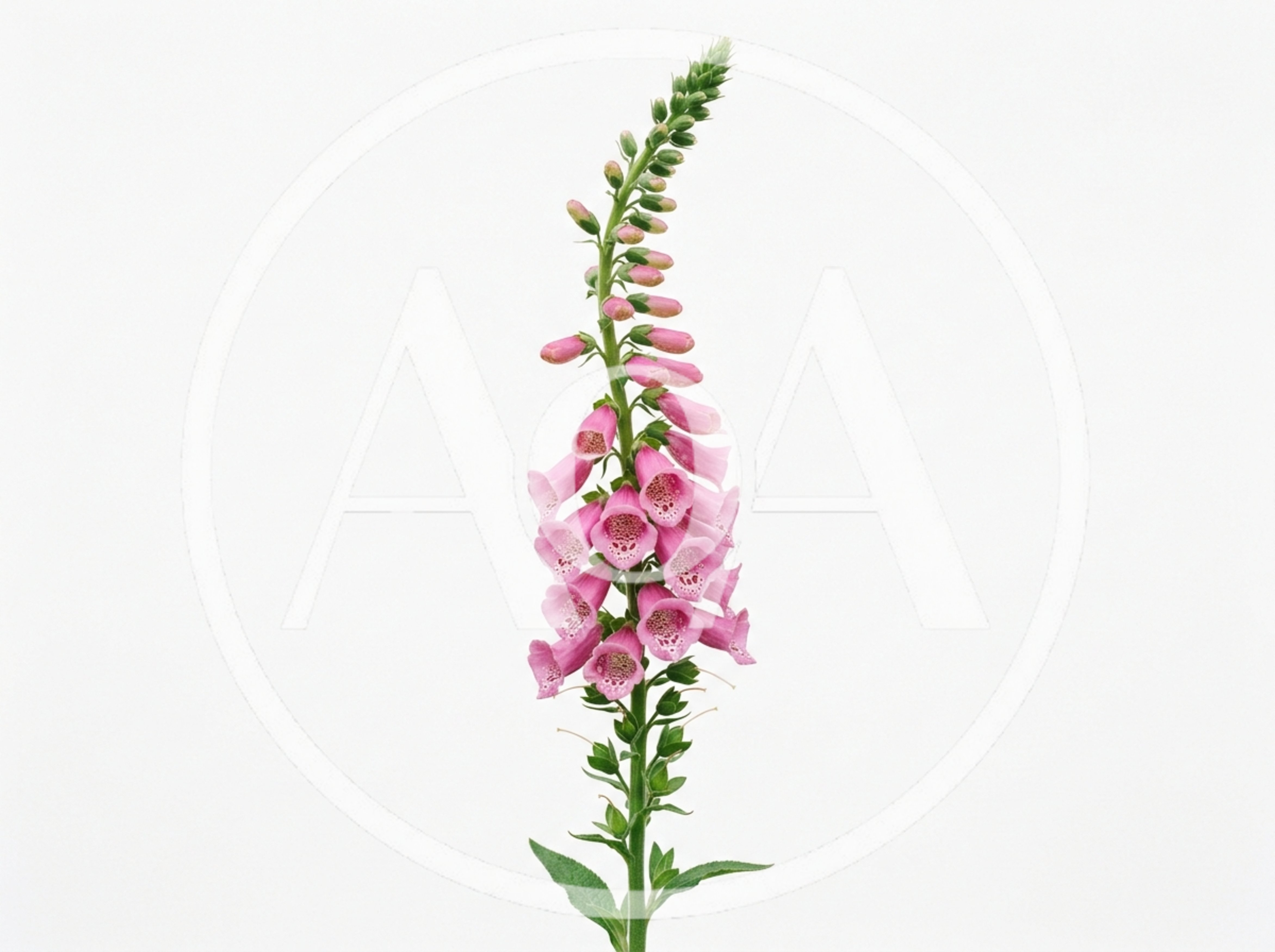 Single Foxglove Flower Spike Isolated On White Background