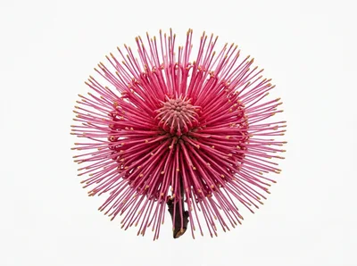 Pink Pincushion Protea Flower Isolated On White