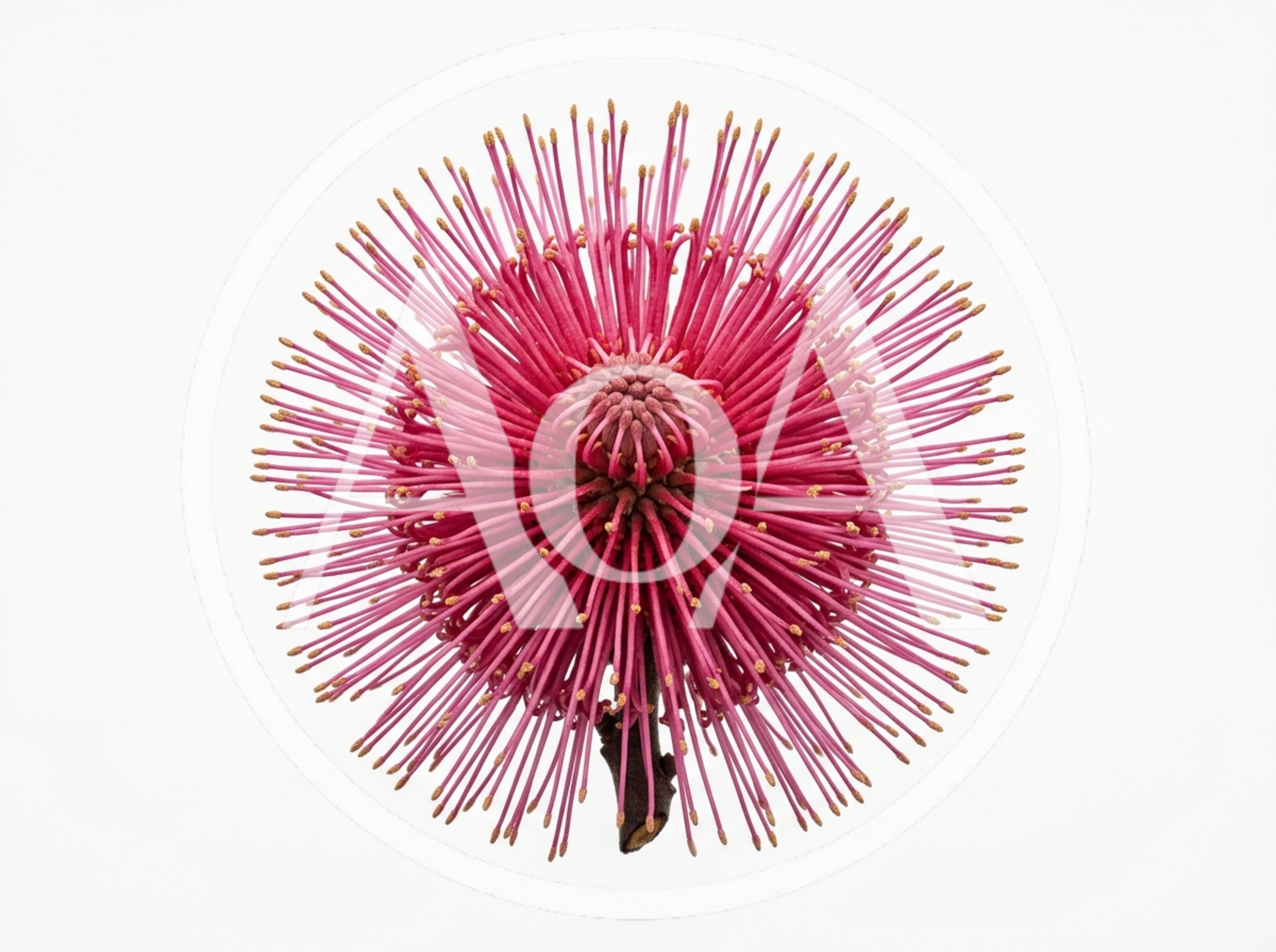 Pink Pincushion Protea Flower Isolated On White