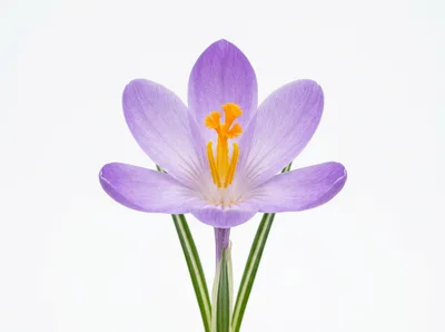 Single Purple Crocus Flower Isolated On White Background