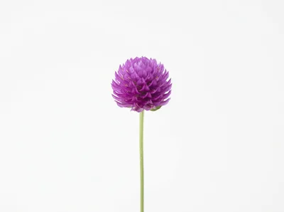 Single Purple Globe Amaranth Flower on White Background