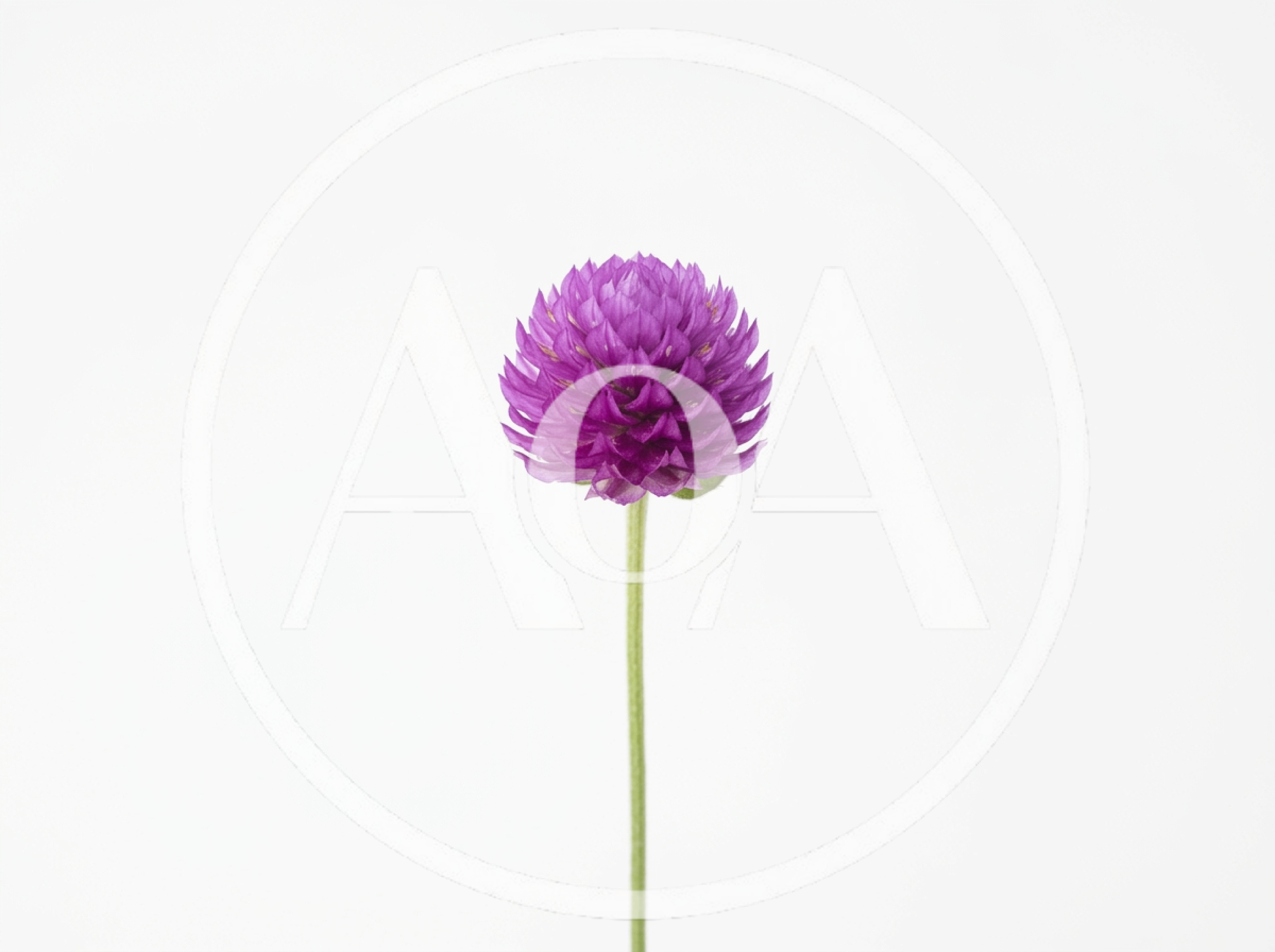 Single Purple Globe Amaranth Flower on White Background