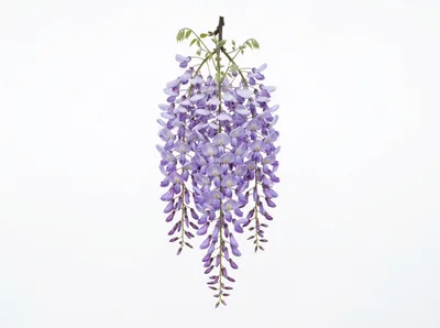 Hanging Cluster Of Purple Wisteria Flowers