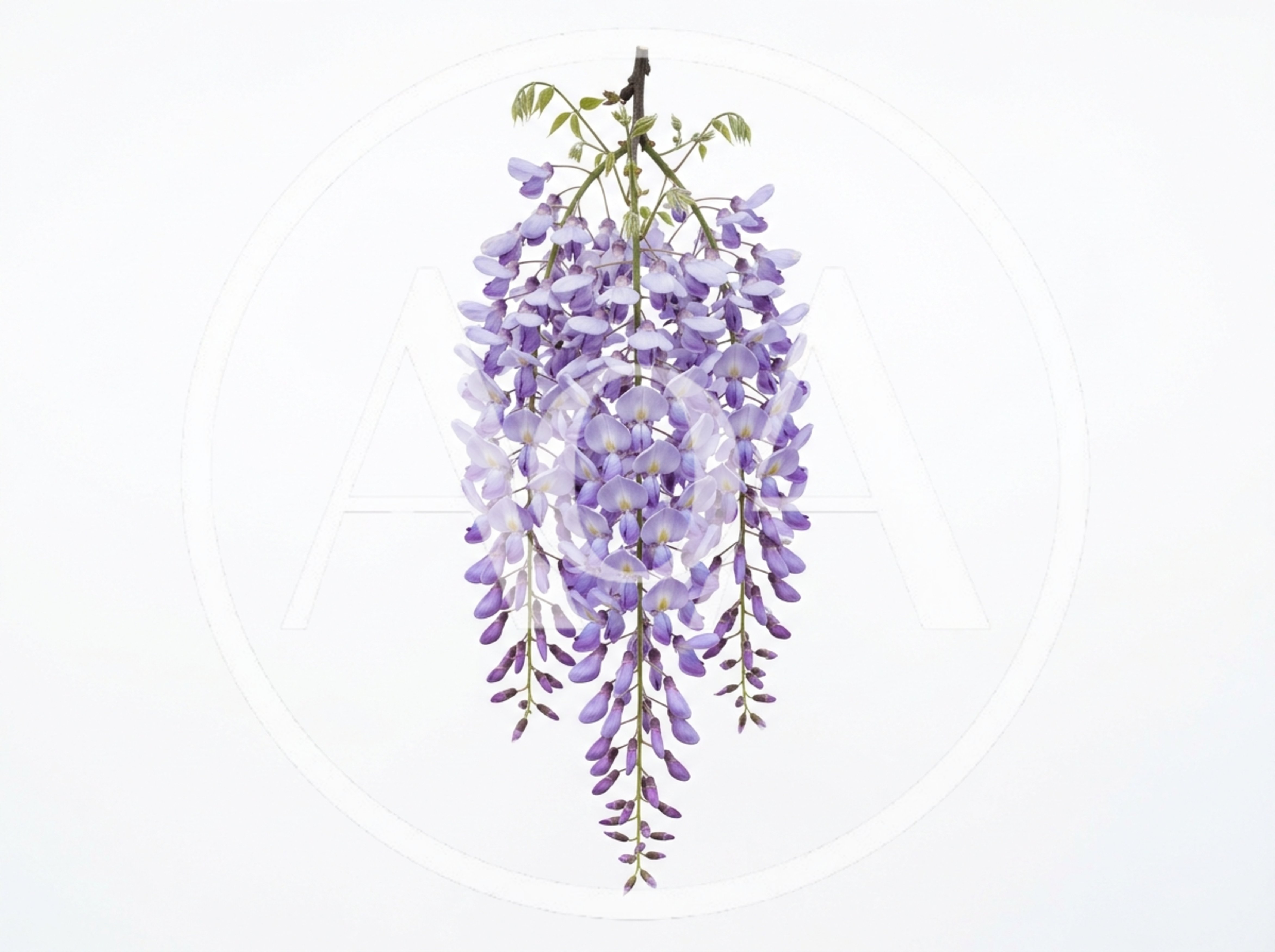 Hanging Cluster Of Purple Wisteria Flowers