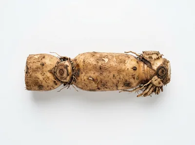 Raw Lotus Root Segment on White Background