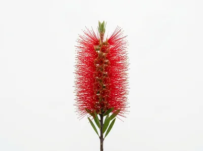 Vibrant Red Bottlebrush Flower Isolated On White Background