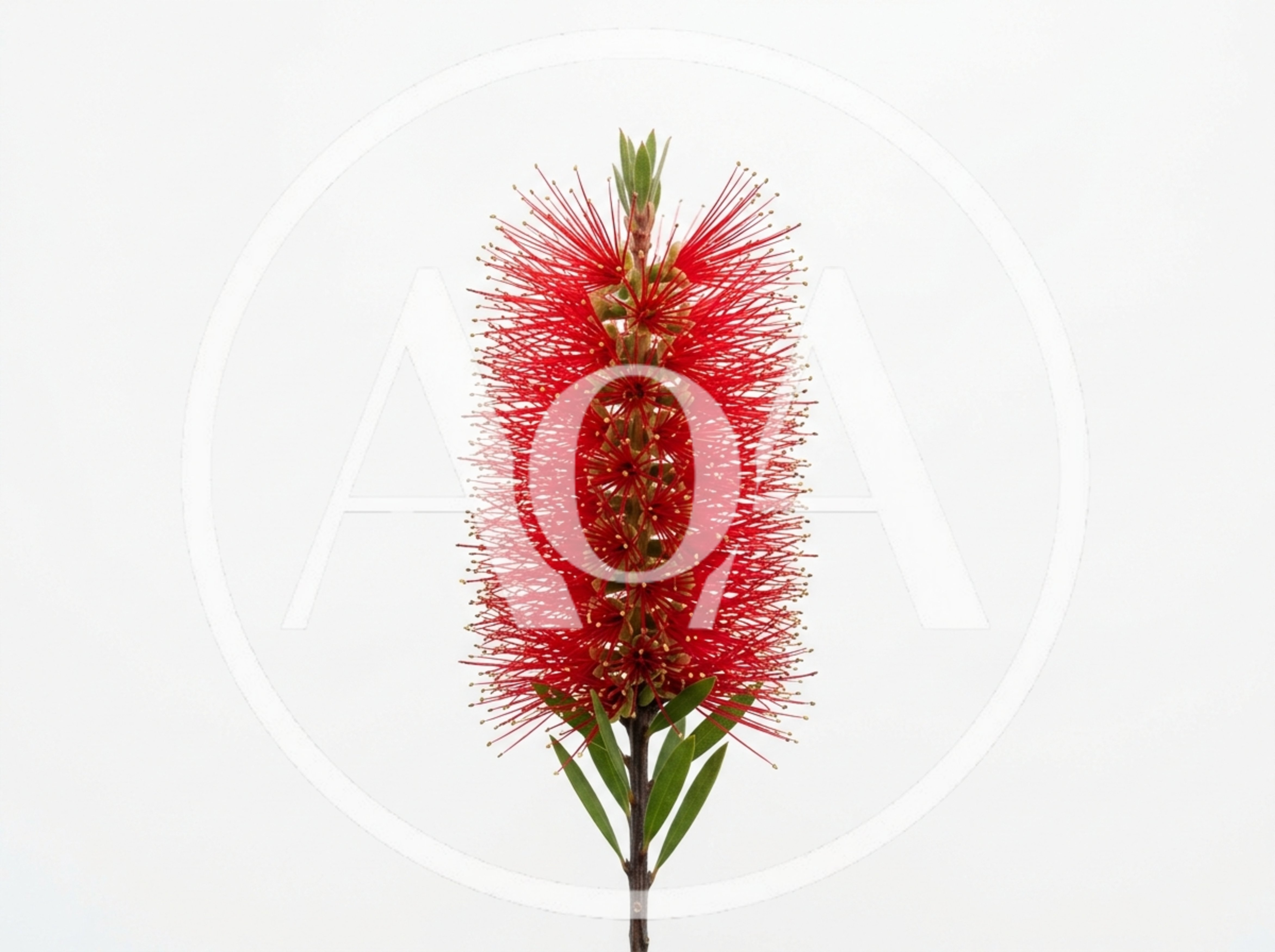 Vibrant Red Bottlebrush Flower Isolated On White Background
