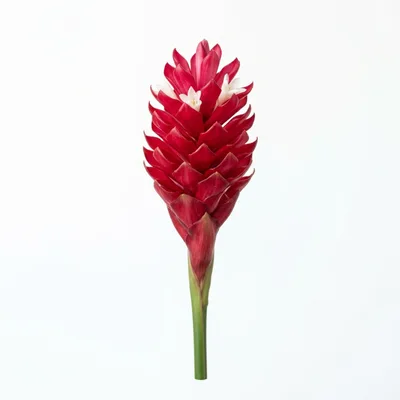 Red Ginger Flower Isolated On White Background