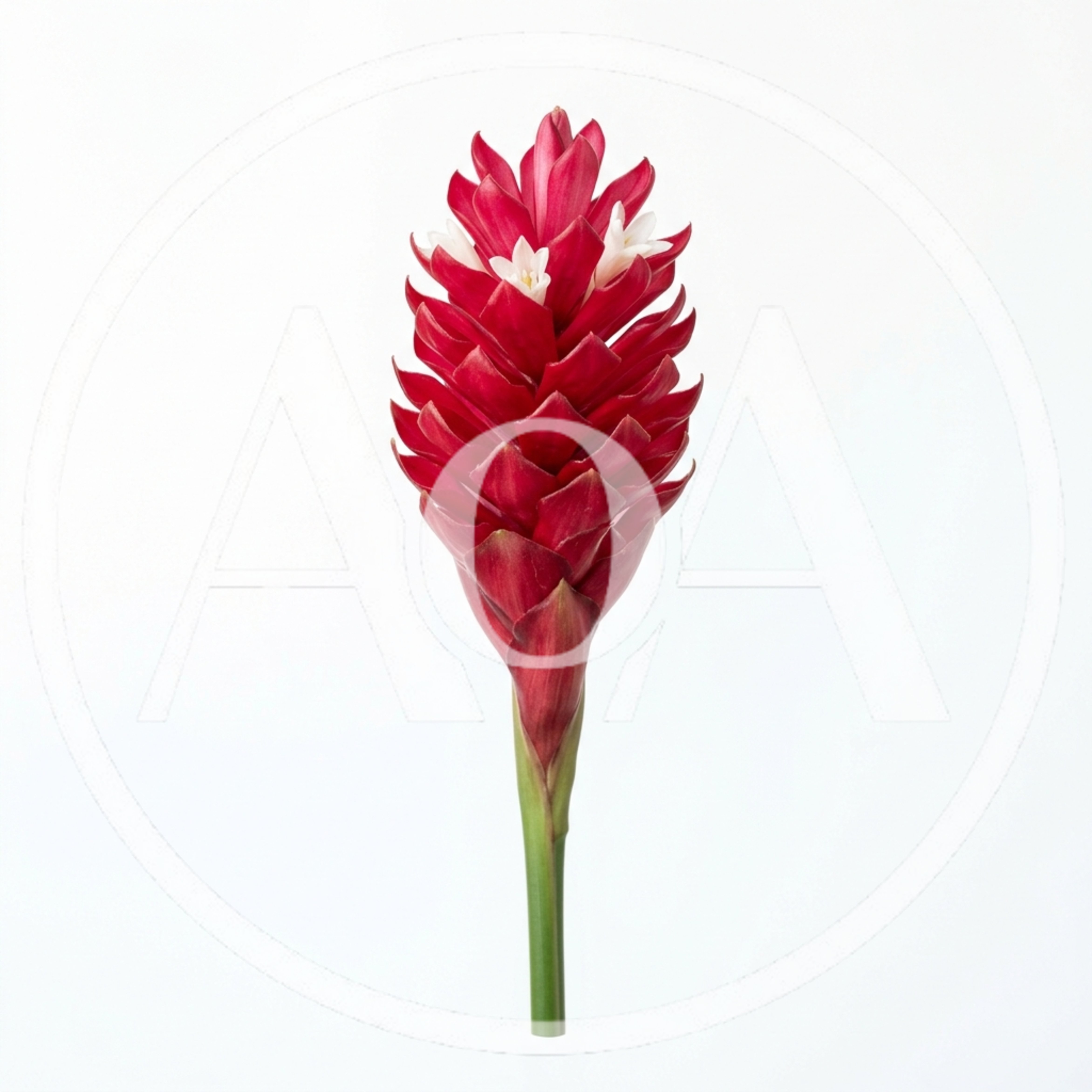 Red Ginger Flower Isolated On White Background