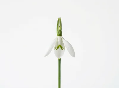 Single White Snowdrop Flower Against Plain Background