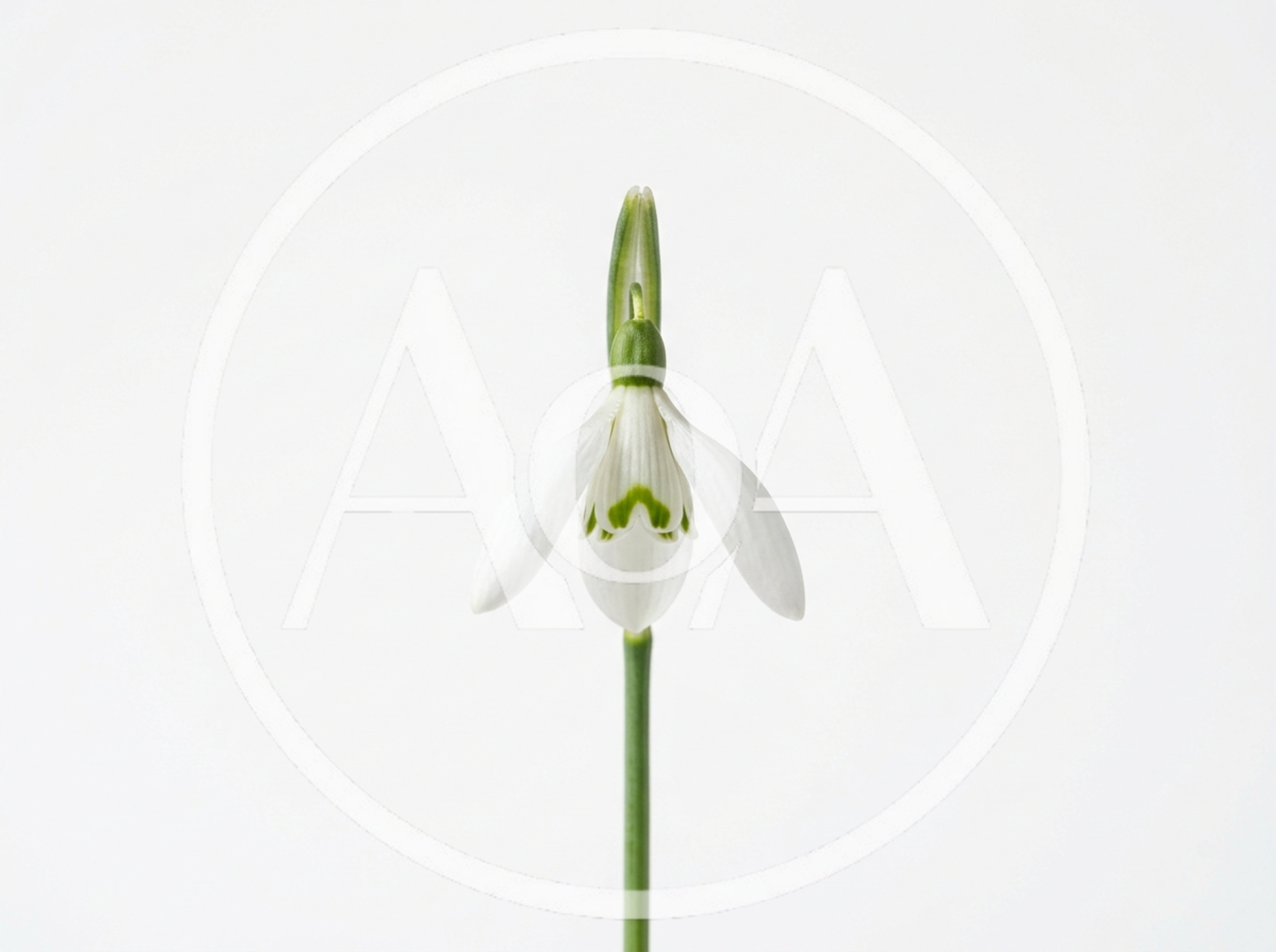 Single White Snowdrop Flower Against Plain Background