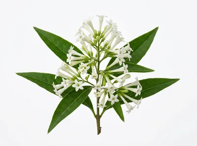 Cestrum Nocturnum Flowering Branch Isolated On White