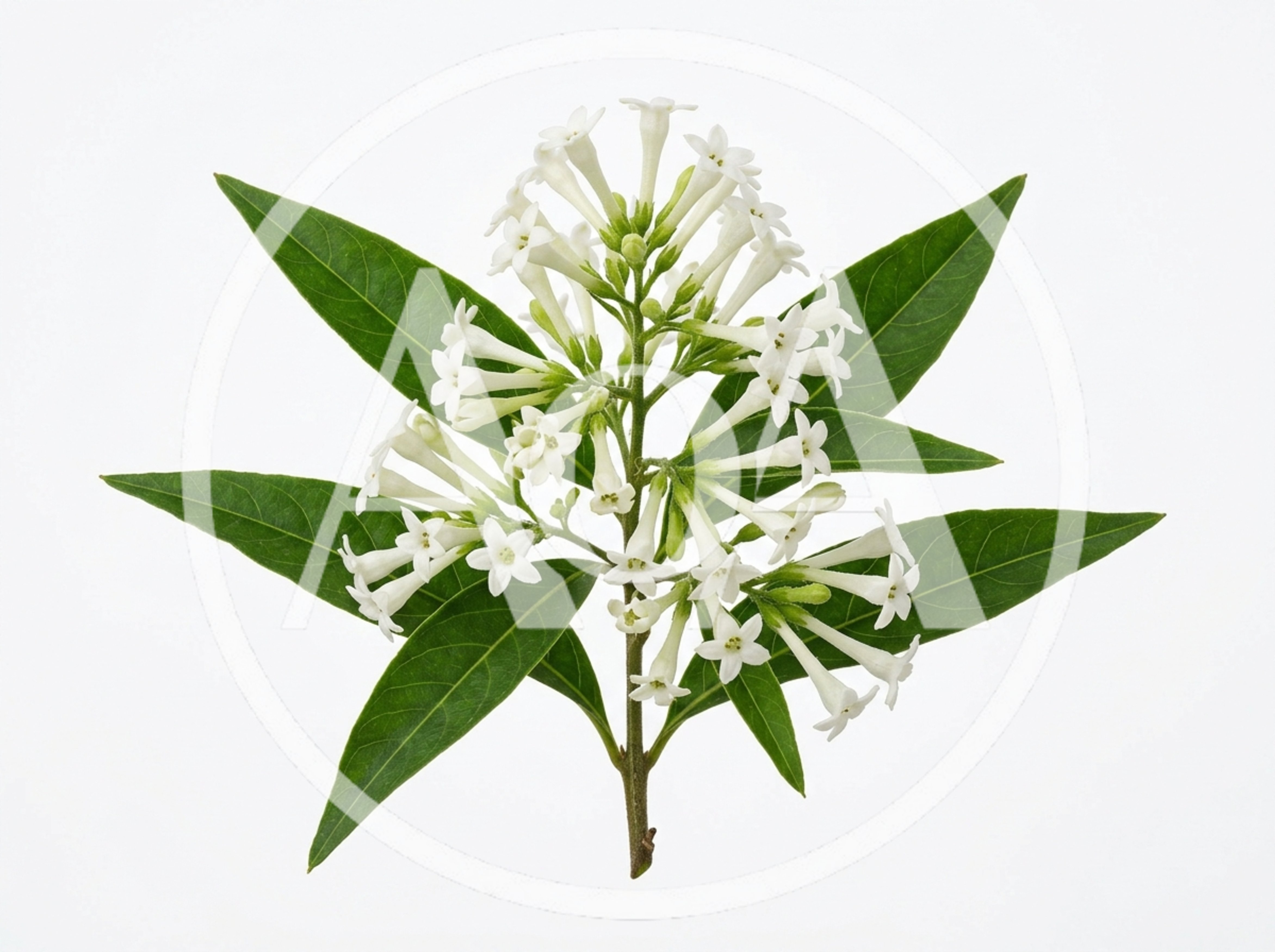 Cestrum Nocturnum Flowering Branch Isolated On White
