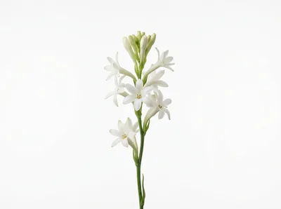 Single Stem Of White Tuberose Flowers
