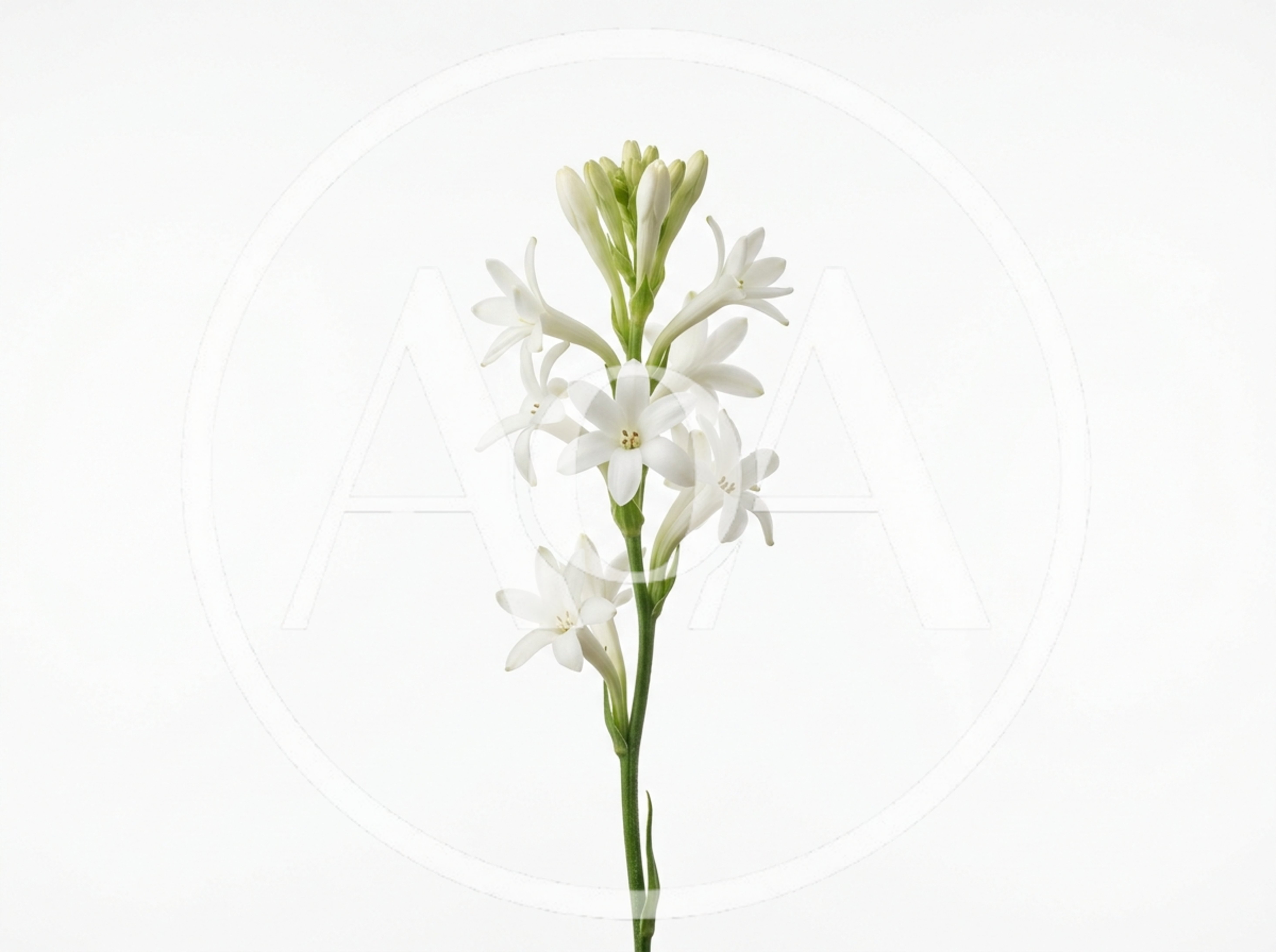 Single Stem Of White Tuberose Flowers