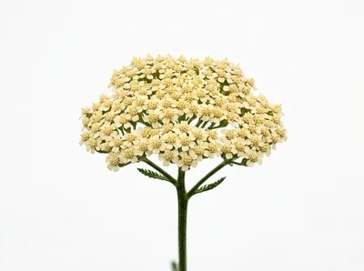 Single Yarrow Flower Head Isolated On White Background