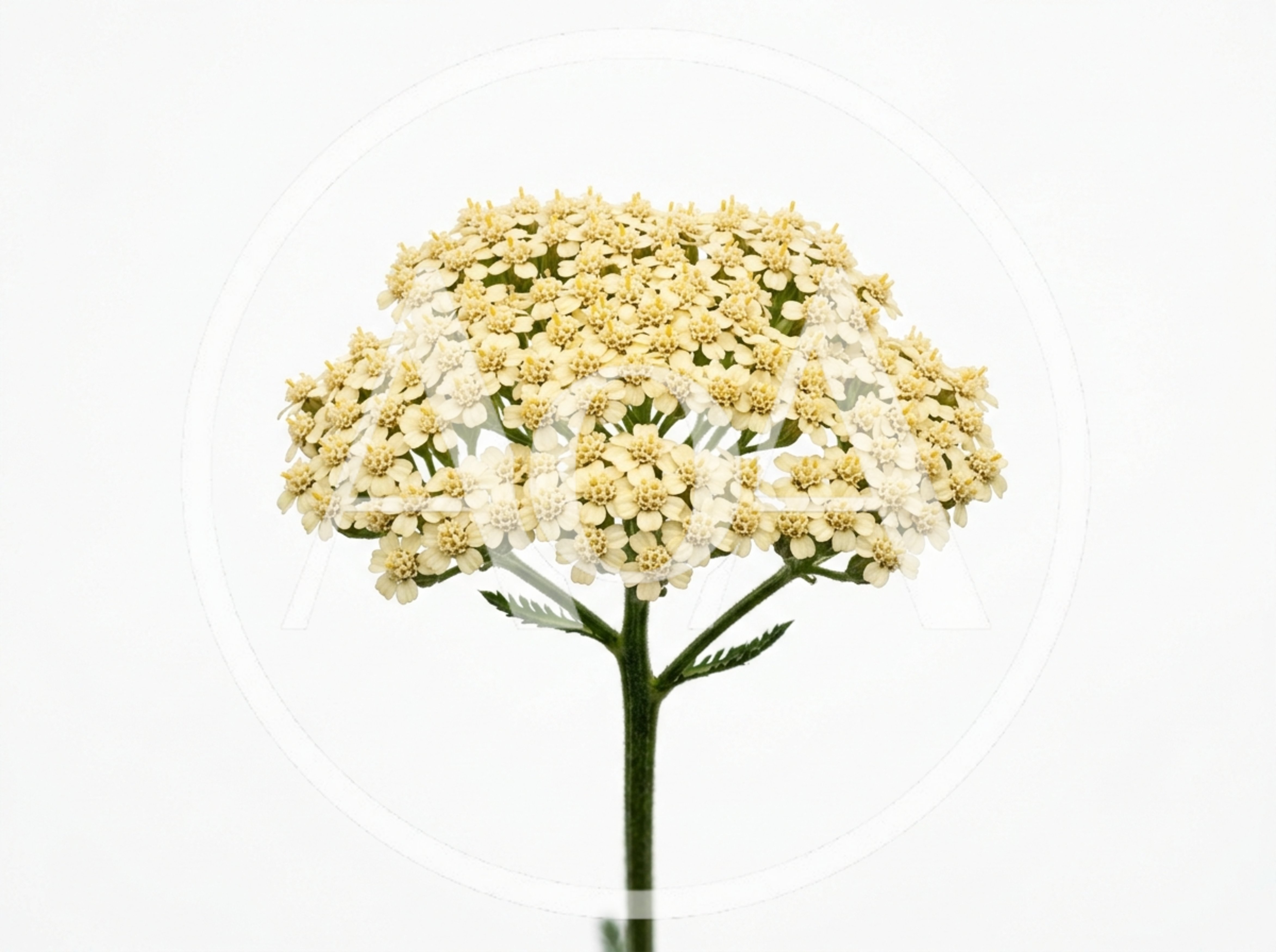 Single Yarrow Flower Head Isolated On White Background