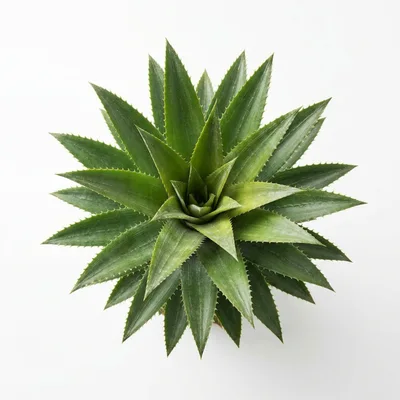 Top Down View Of A Pineapple Crown
