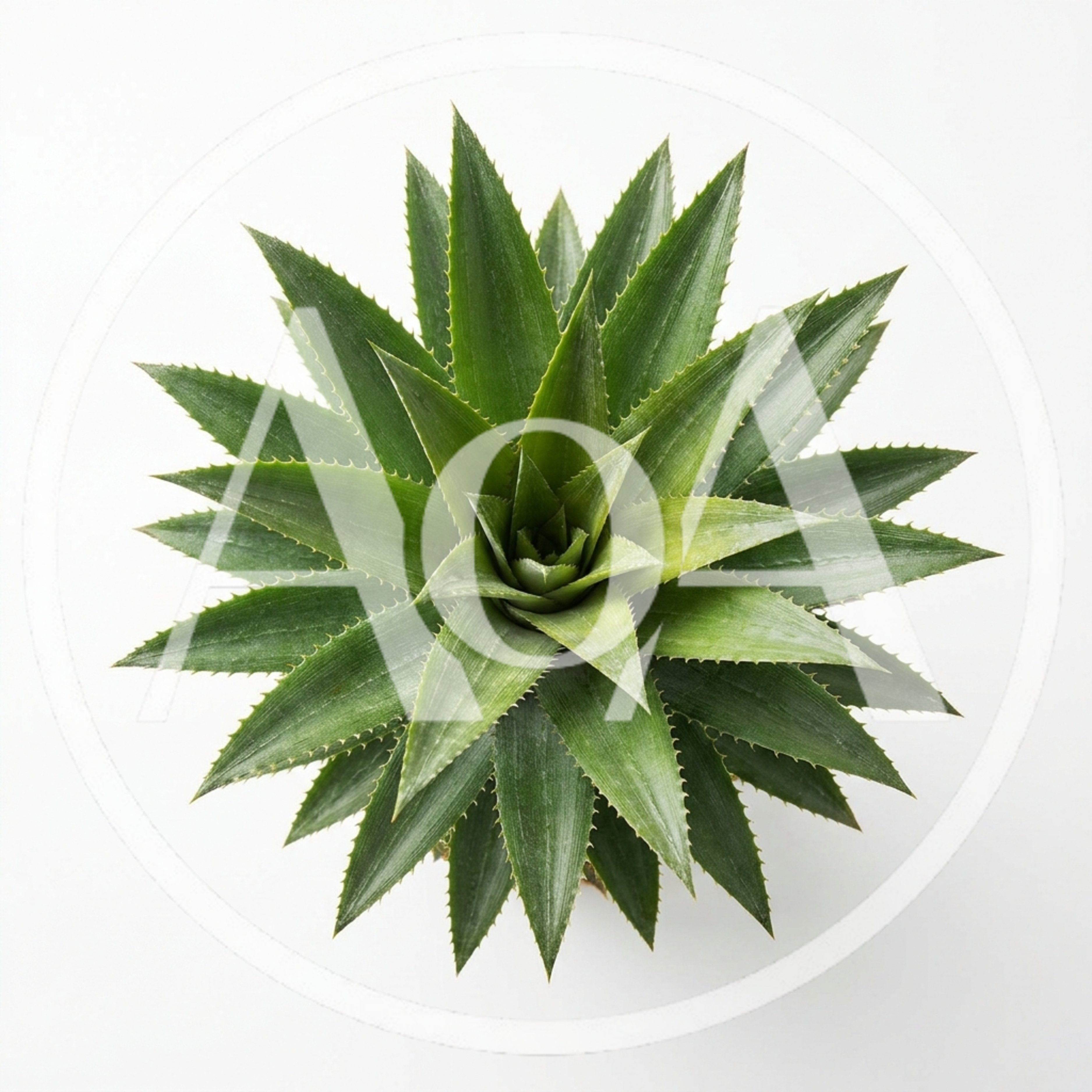 Top Down View Of A Pineapple Crown