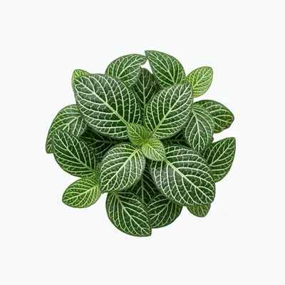 Top Down View Of A Fittonia Nerve Plant