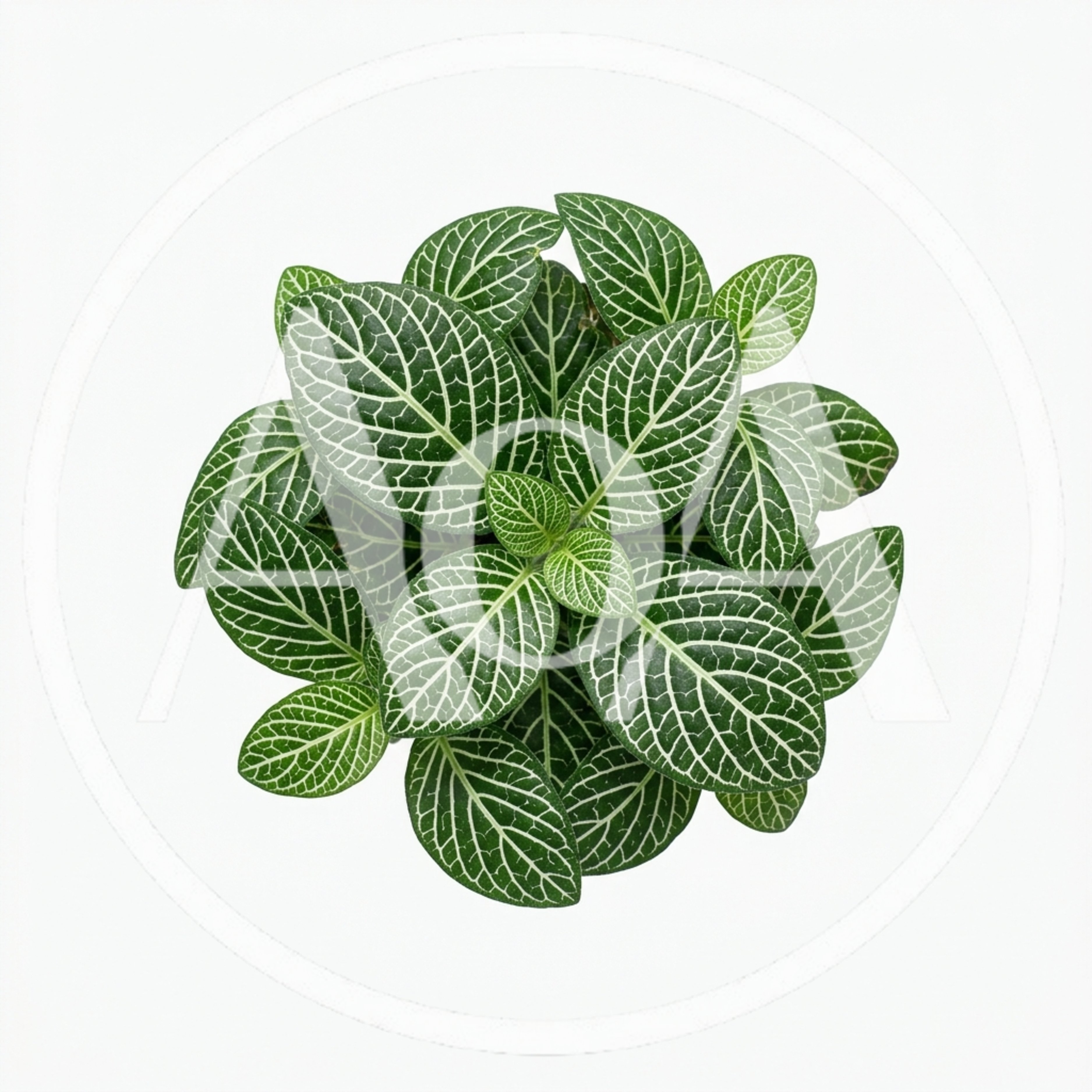 Top Down View Of A Fittonia Nerve Plant