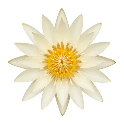 Top View Of A White Water Lily Flower