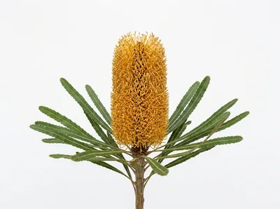 Banksia Flower Spike With Serrated Green Leaves