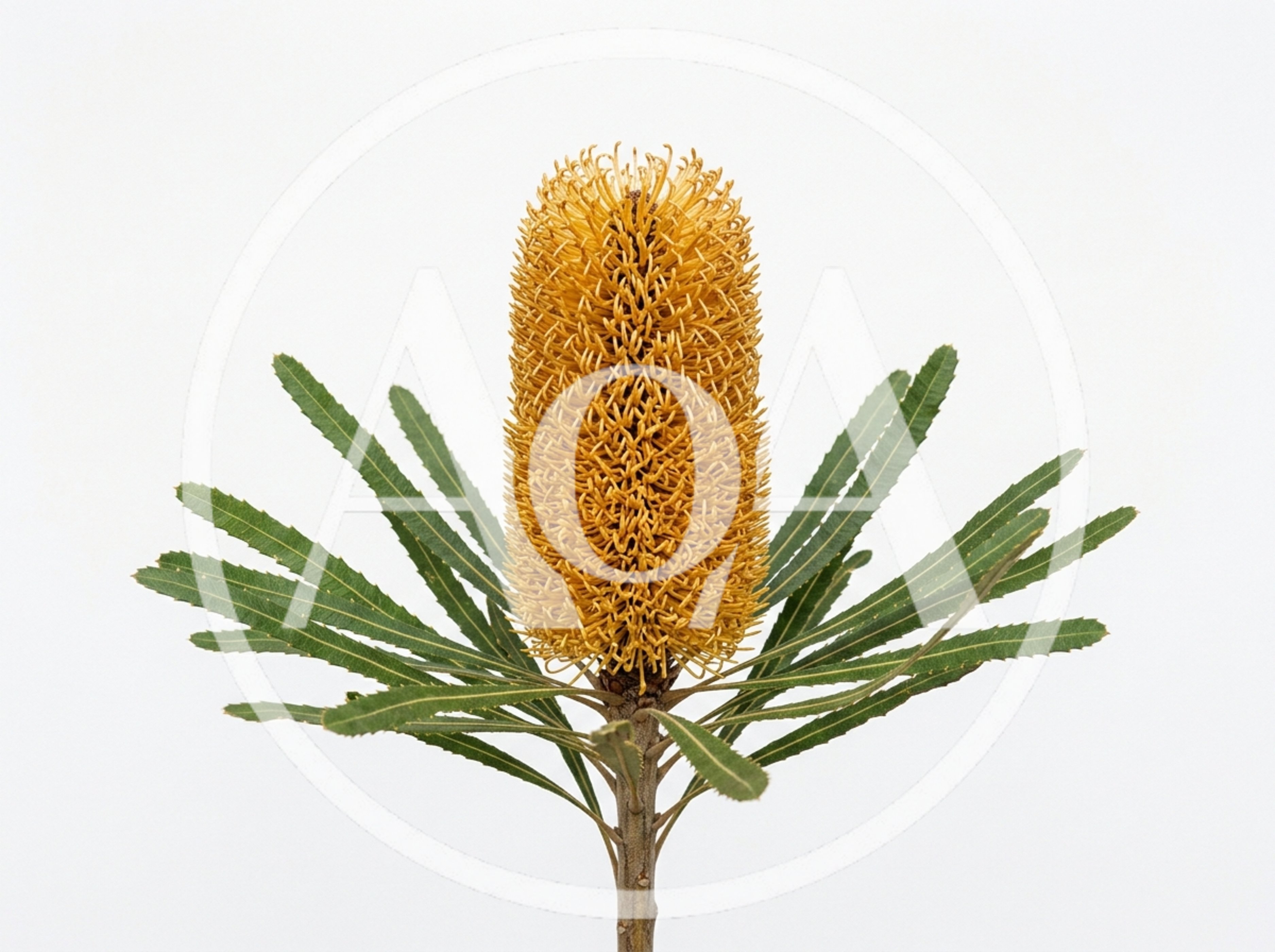 Banksia Flower Spike With Serrated Green Leaves