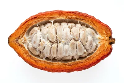 Cross Section Of A Fresh Ripe Cacao Pod