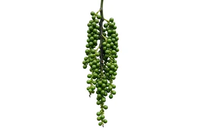Fresh Green Peppercorns Hanging On A Stem