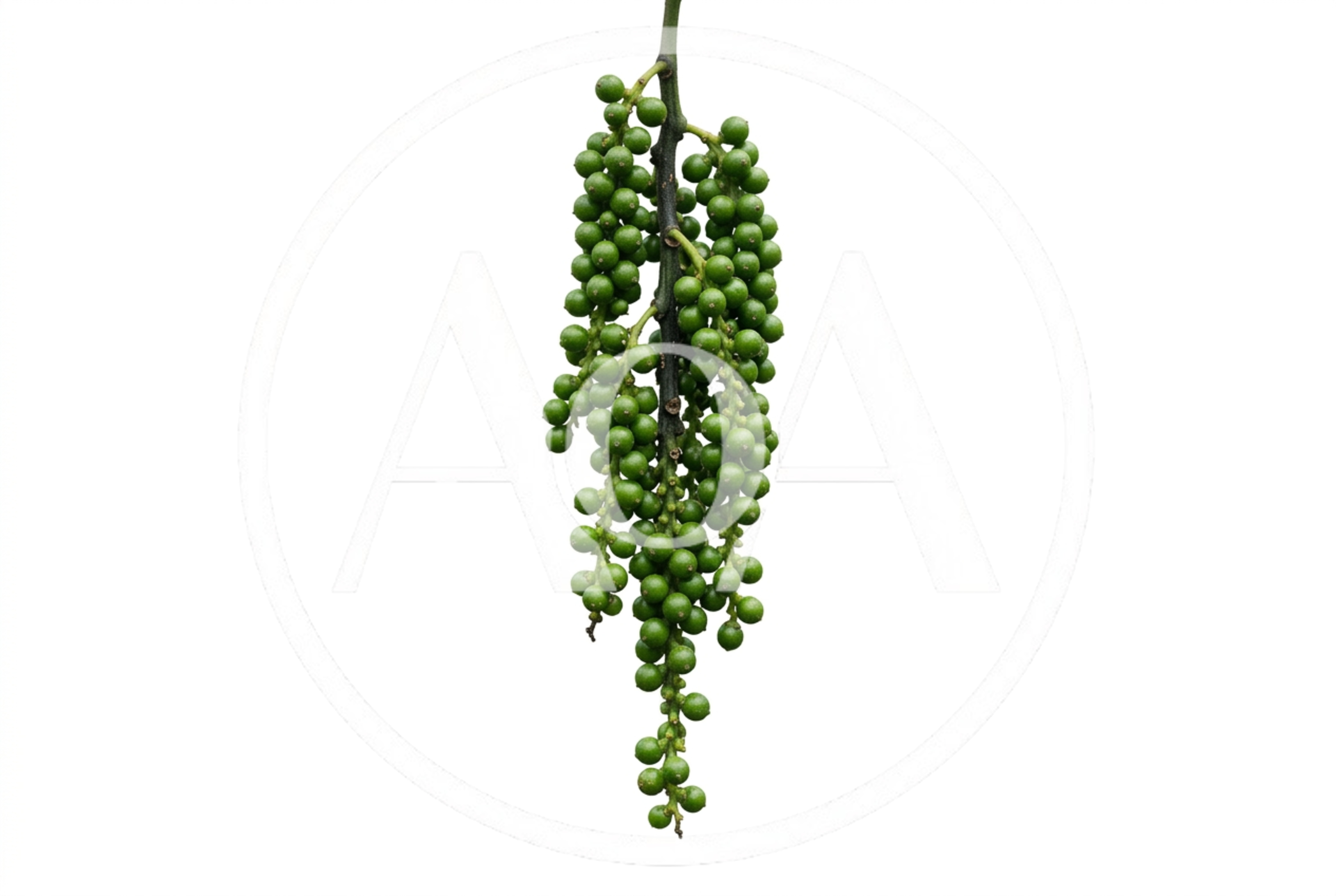 Fresh Green Peppercorns Hanging On A Stem
