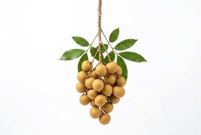 Fresh Longan Fruit Cluster With Green Leaves