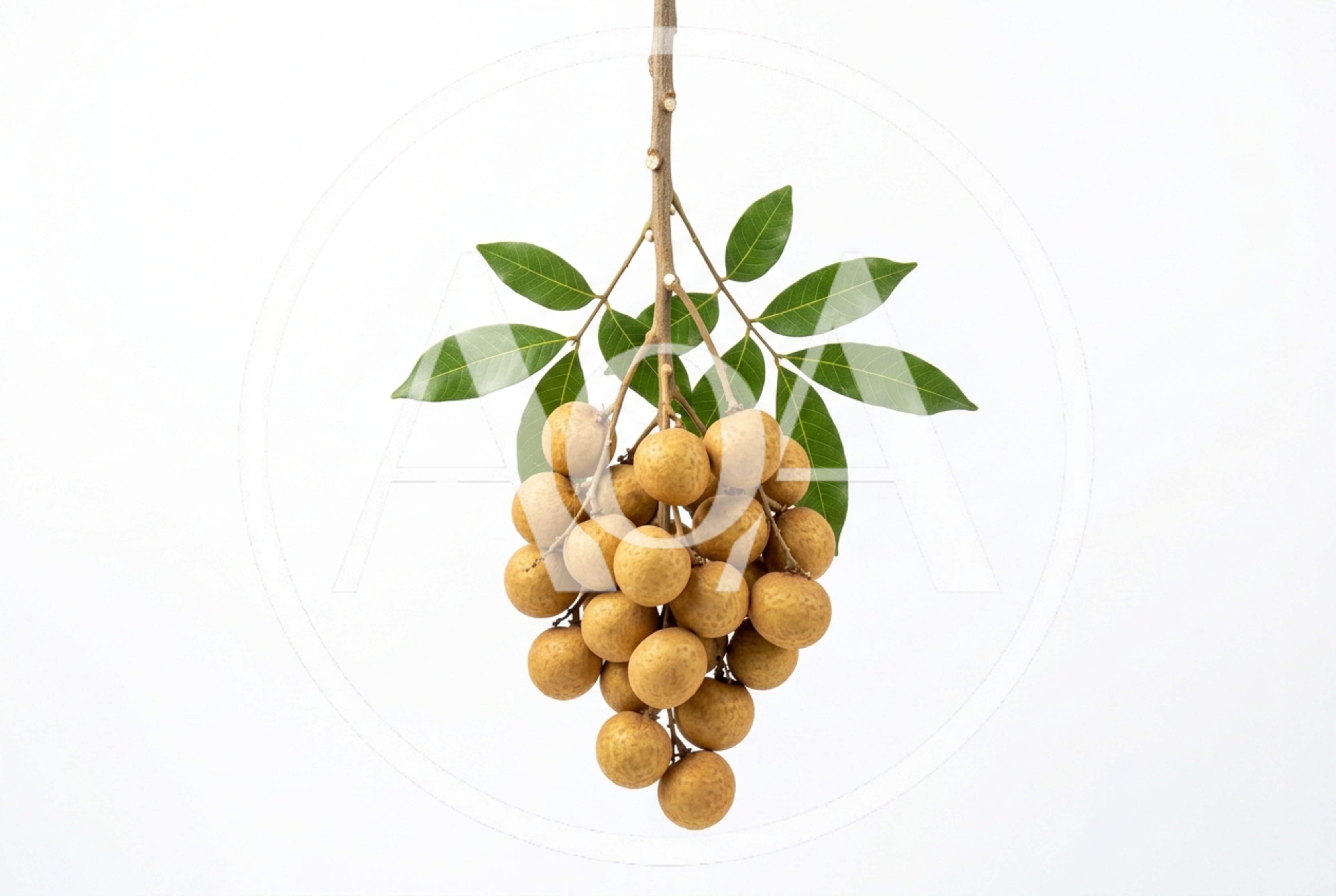 Fresh Longan Fruit Cluster With Green Leaves