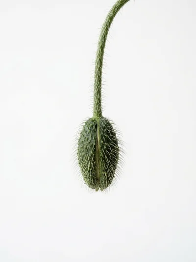 Hairy Green Poppy Flower Bud On Stem