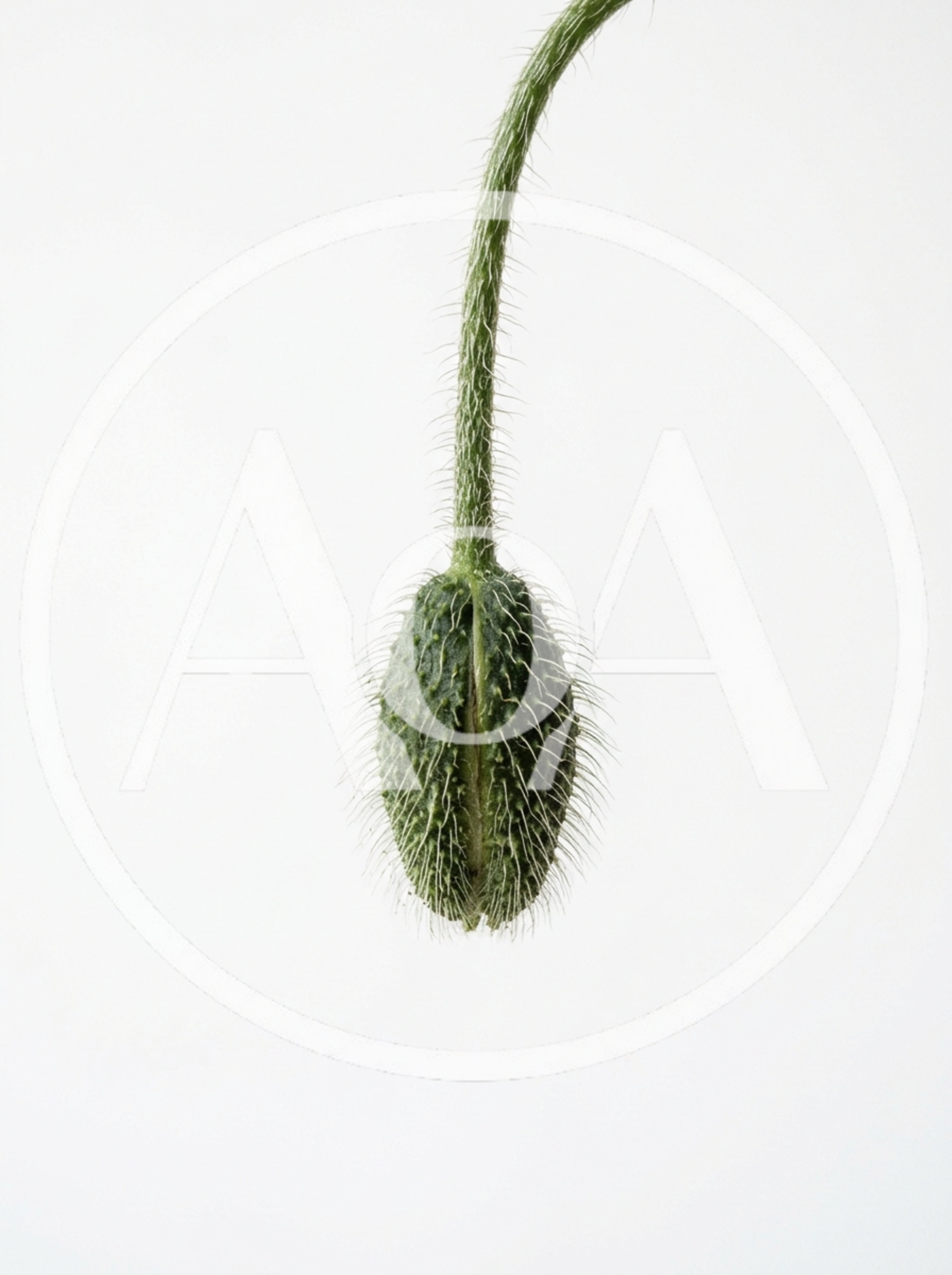 Hairy Green Poppy Flower Bud On Stem