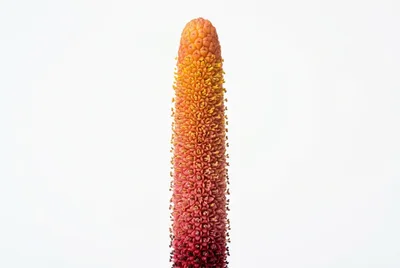 Macro Shot Of A Vibrant Red And Yellow Flower Spike